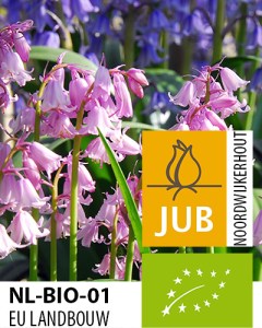 Hyacinthoides hispanica pink.jpg
